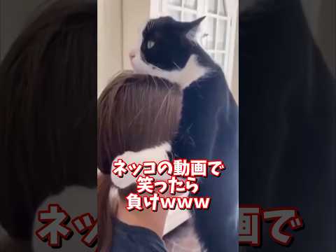 ネッコの動画で笑ったら負けwww 2ch 動物 猫 癒やし ねこ動画 ねこ