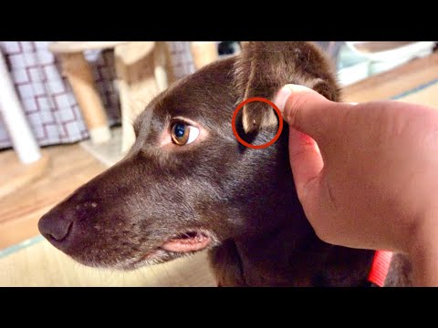 ワンコの耳に何か動いているものが寄生してる！！