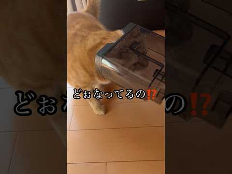 どぉなってるの！？ ねこ cat アメショ 取れない うめ サムネイル