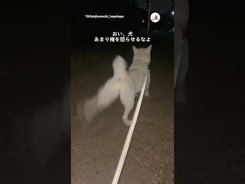 主の方だけ念入りにやる犬｜PECO サムネイル