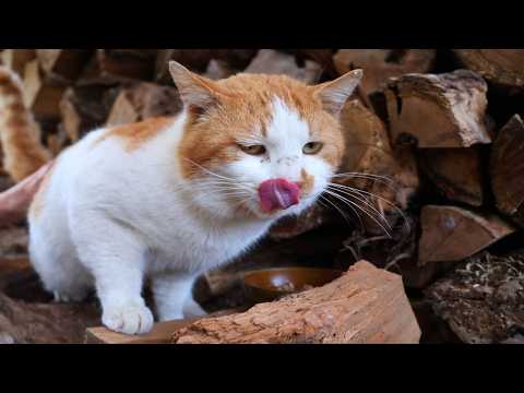 野良猫に猫缶　260405 サムネイル