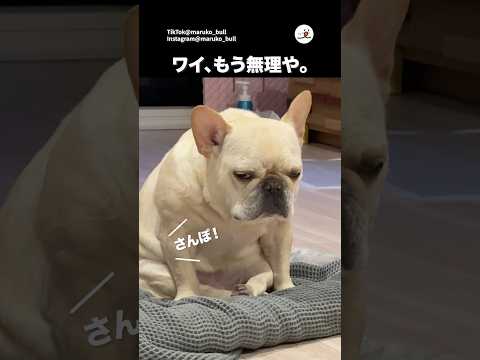 もう無理そうなフレブルさん｜PECO サムネイル