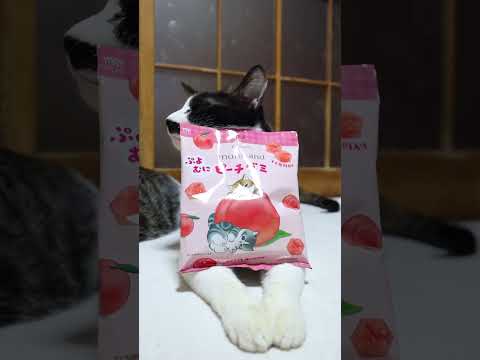 ぷよむにピーチグミ mofusand　260408　のせ猫　 cat　 cute　 猫のいる暮らし　 ネコ　 ねこ… サムネイル