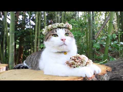 白詰草　冠　のせ猫　260709