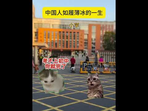到底咱为啥要这么焦虑？ 猫meme 猫meme剧场 猫meme小剧场 内容过于真实  故事 貓 猫猫meme小剧场 喵… サムネイル