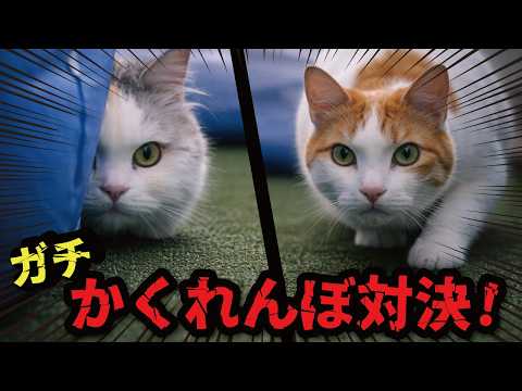 猫たちがお庭でガチかくれんぼしてました サムネイル