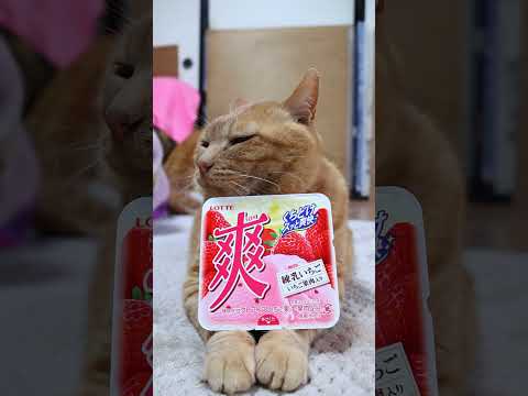 爽　練乳いちご　260529　 cat のせ猫 cute　 爽 ねこ ネコ　 猫 練乳いちご 猫のいる暮らし