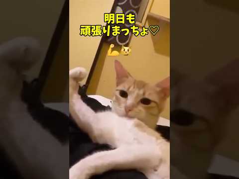 猫さんって最高🥰 猫 cat cats cute サムネイル