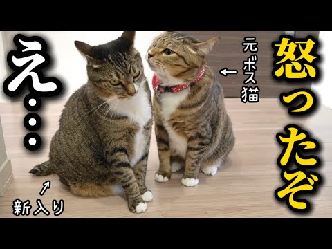 【ご報告あり】元ボス猫を家族に迎えたら内気な新入りにだけ強気なただのイキリおじさんでした サムネイル