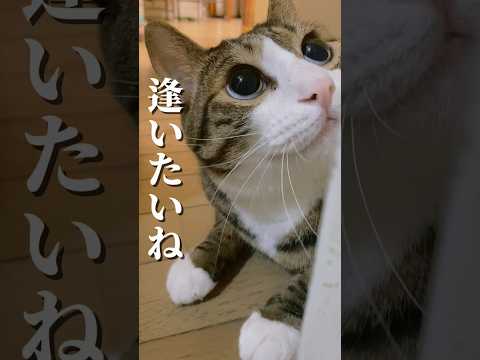 お空で初めての誕生日 cats shorts 球太