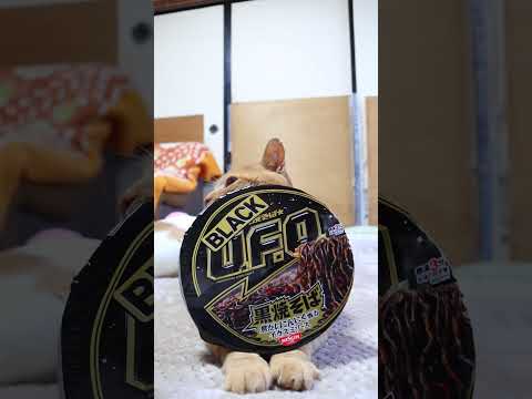 日清焼そばBLACK U.F.O. 黒焼そば 焦がしにんにく香るイカスミソース　260115　のせ　　焼きそば　 ca… サムネイル