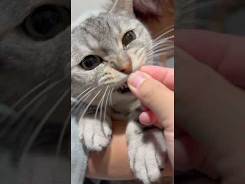 大暴れマンチカンの爪切り、おやつでお願いした結果...!! cat 猫 サムネイル