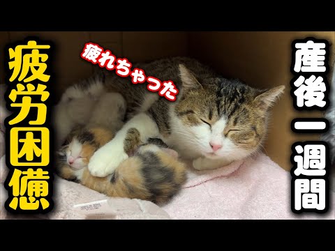 必死に子育てするママ猫が疲れてしまいました サムネイル