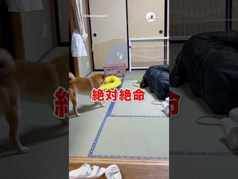 紐を引っ張れ！｜PECO サムネイル