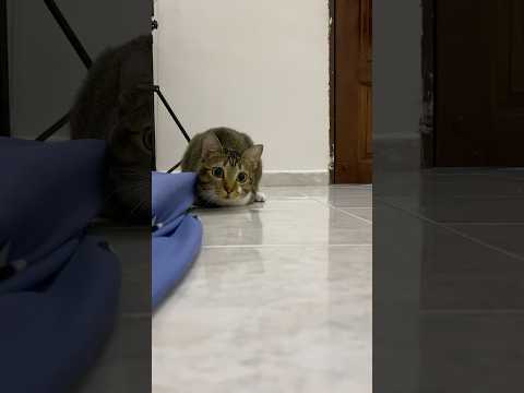 Run! Kitty incoming! サムネイル