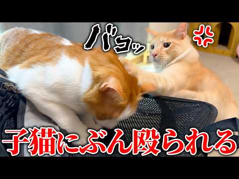 子猫たちがブチギレて猫パンチが止まらなくなる事件が発生しました…。 サムネイル