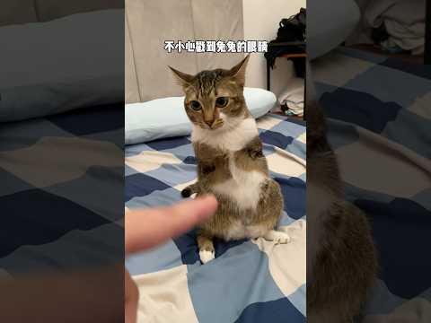 不小心戳到兔兔的眼睛 サムネイル