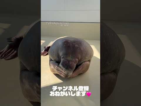 《鳥羽水族館》チャンネル登録者数100万人を目指します❗️✨チャンネル登録してね❤️‍🔥 鳥羽水族館 youtube… サムネイル