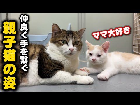 手を繋ぐ血の繋がらない親子猫の姿