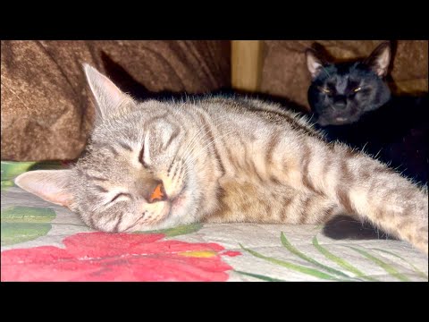 99%が5分で眠くなる😴 猫のゴロゴロ×Water Wood ASMR サムネイル