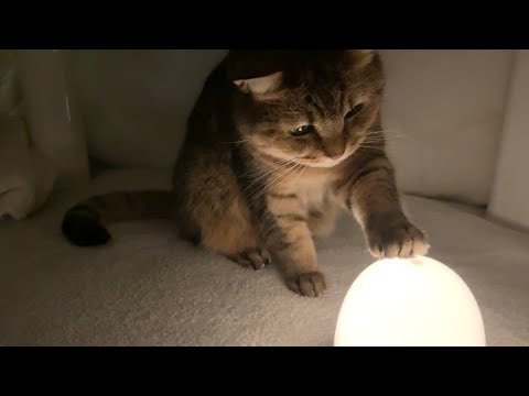 オヤツの時間に呼んでもこないと思ったらコタツの住民と化していた猫w サムネイル