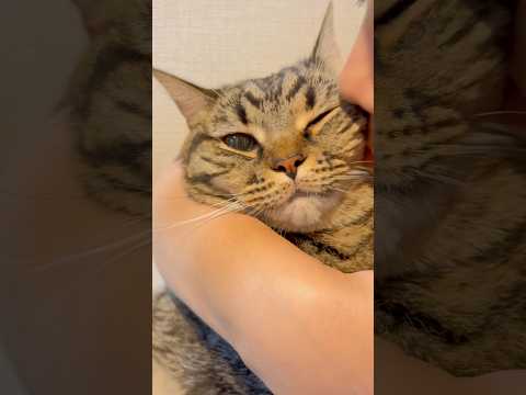 猫たちが可愛すぎて愛が止まらない...!! cat 猫 サムネイル