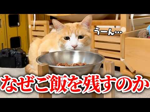 【大発見】猫はなぜご飯を残すのか。その理由がついに判明しました。