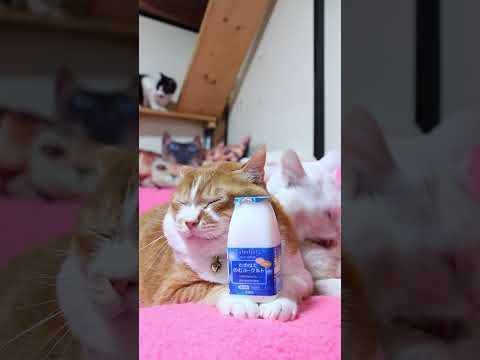 たのはたのむヨーグルト　260503　 cat のせ猫 cute　 ねこ　 猫のいる暮らし　 たのはた　 ねこ　 猫… サムネイル