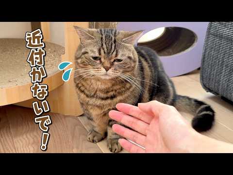 絶対に捕まりたくないけど追いかけてほしい猫が可愛すぎる！ サムネイル