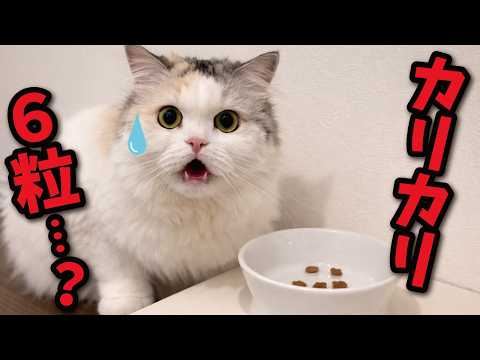 カリカリが６粒しかなかった時の猫の反応がこちら… サムネイル