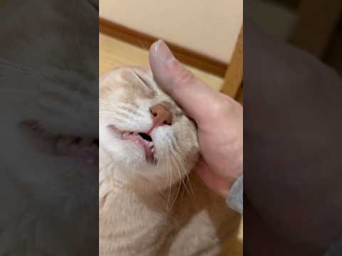 豚鼻やん サムネイル