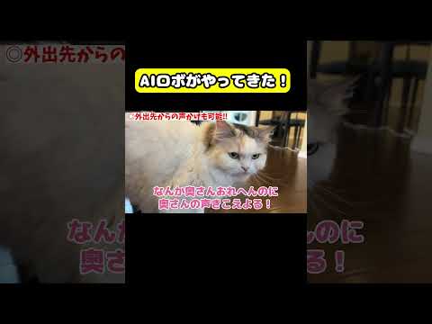 AIロボがやってきた！　猫 おもしろ アテレコ ニャンチューバーつくし サムネイル