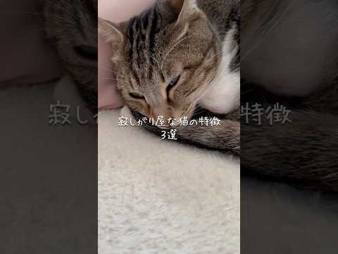寂しがり屋な猫の特徴3選 猫 ねこ ねこのいる生活 猫のいる暮らし 猫動画 猫好きさんと繋がりたい 保護猫 雑学 豆知… サムネイル