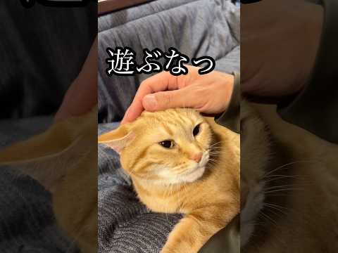 遊ぶなっ 猫 グルーミング cat アメショ うめ サムネイル