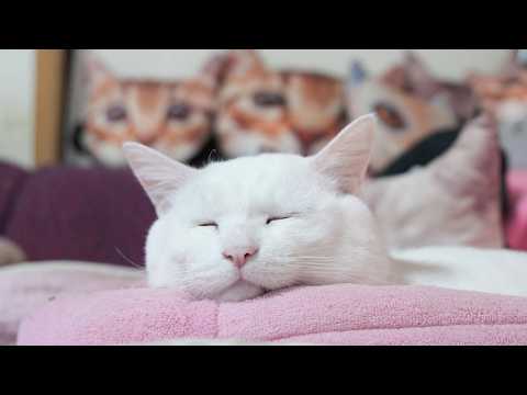 しらたまお顔　260410 サムネイル