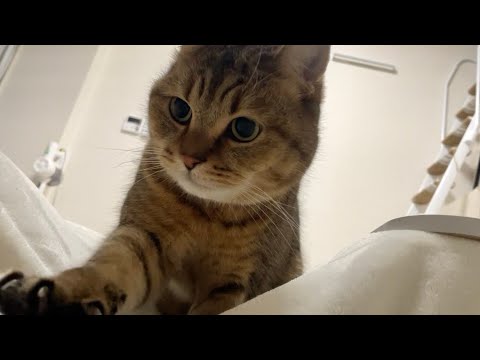 『一緒にお昼寝でもどうだい？』とお誘いに来る猫が可愛すぎた… サムネイル