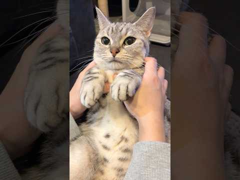 一日お留守番してた猫を全力で愛でる飼主たちwww cat 猫 サムネイル