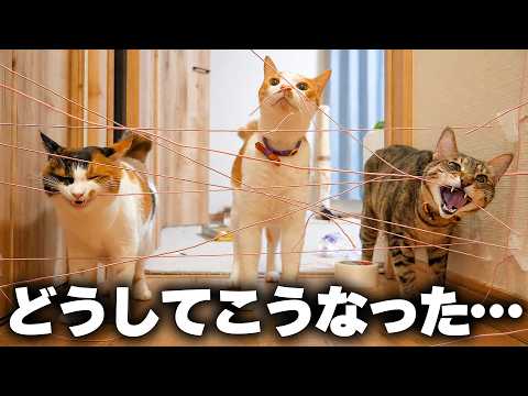 猫たちに全てを台無しにされました。