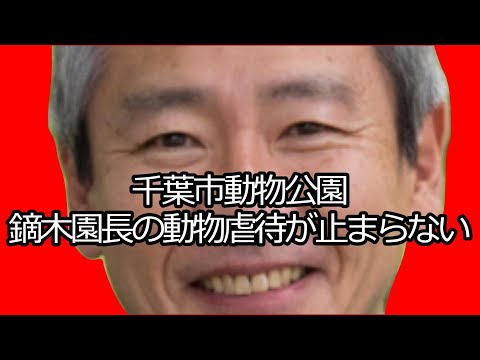 STOP！千葉市動物公園　鏑木園長のゴリラ・チンパンジーへの虐待行為　202512 サムネイル