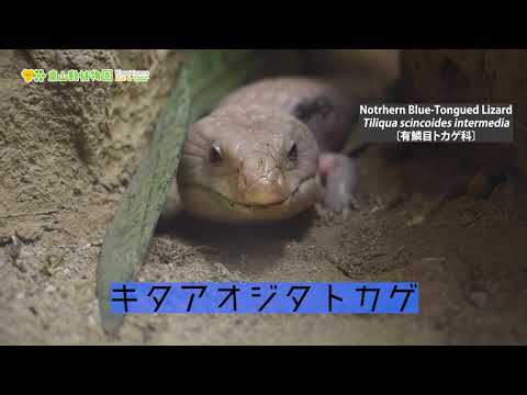 【東山動植物園公式】キタアオジタトカゲ《 アオジタトカゲ　トカゲ　爬虫類 》 サムネイル