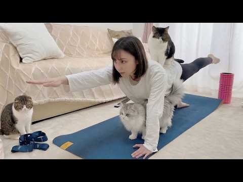 大変です…筋トレを始めたら猫たちが集まって甘えん坊を爆発させてきます！ サムネイル