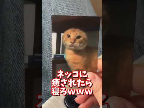 ネッコの動画で癒されたら寝ろｗｗｗ　2ch  動物  猫 癒やし ねこ動画 サムネイル