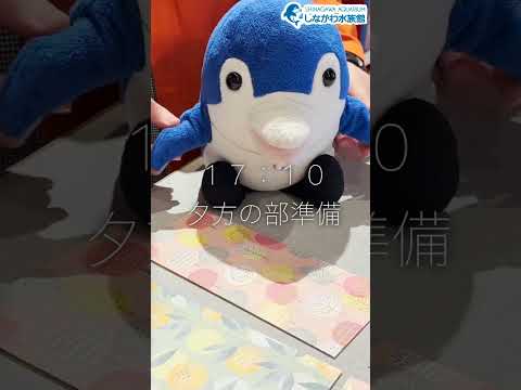 【しぶき2歳誕生日】水族館飼育員のゆるゆるVlog＠しながわ水族館【番外編】 サムネイル
