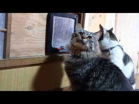 キャットドア出入りする猫　260506 サムネイル