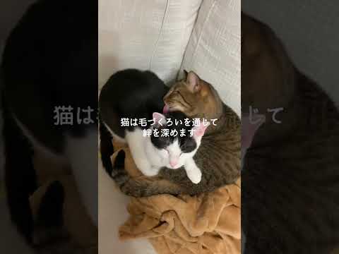 最新！猫が愛する人にしか見せない特別な行動3選