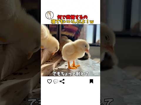 寝てもいいのになぜか耐える奴 サムネイル