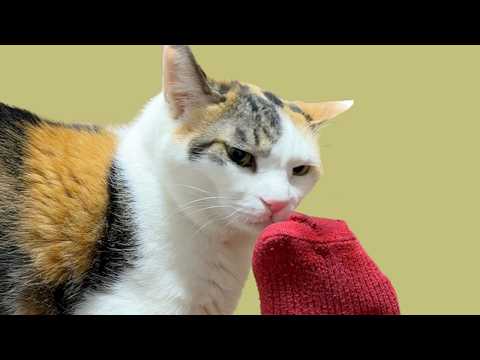 猫が意外と好きなこと3選｜猫あるあるソング｜MV サムネイル