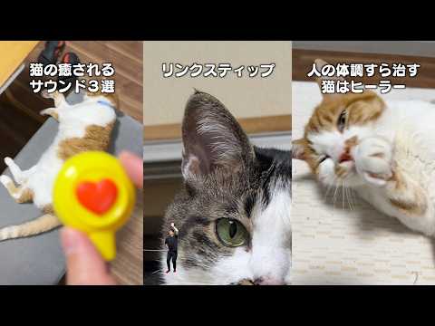猫飼ってる人にしかワカラナイ７連発