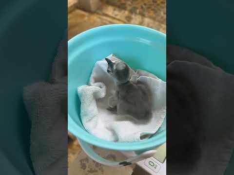 3/18ふ化🐣フンボルトペンギン生後3日目 サムネイル