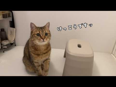 お風呂嫌いな猫が入ってきたのでシャンプーしようとしたら…